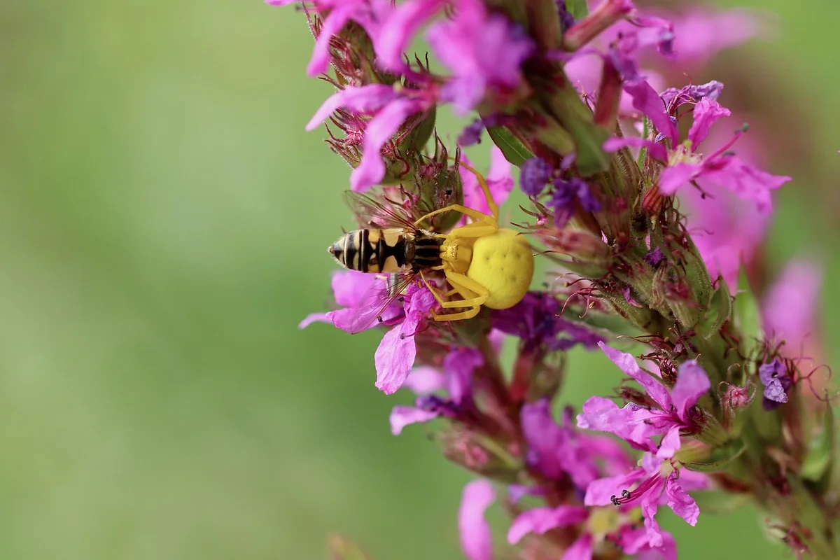 Yellow and black bee on vivid purple flowers