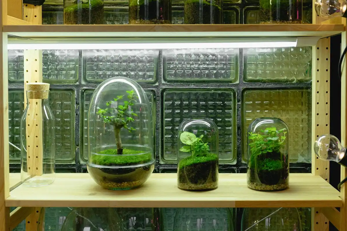 Glass terrariums on a wooden shelf containing small plants, illustrating plant care within a hermit crab habitat.