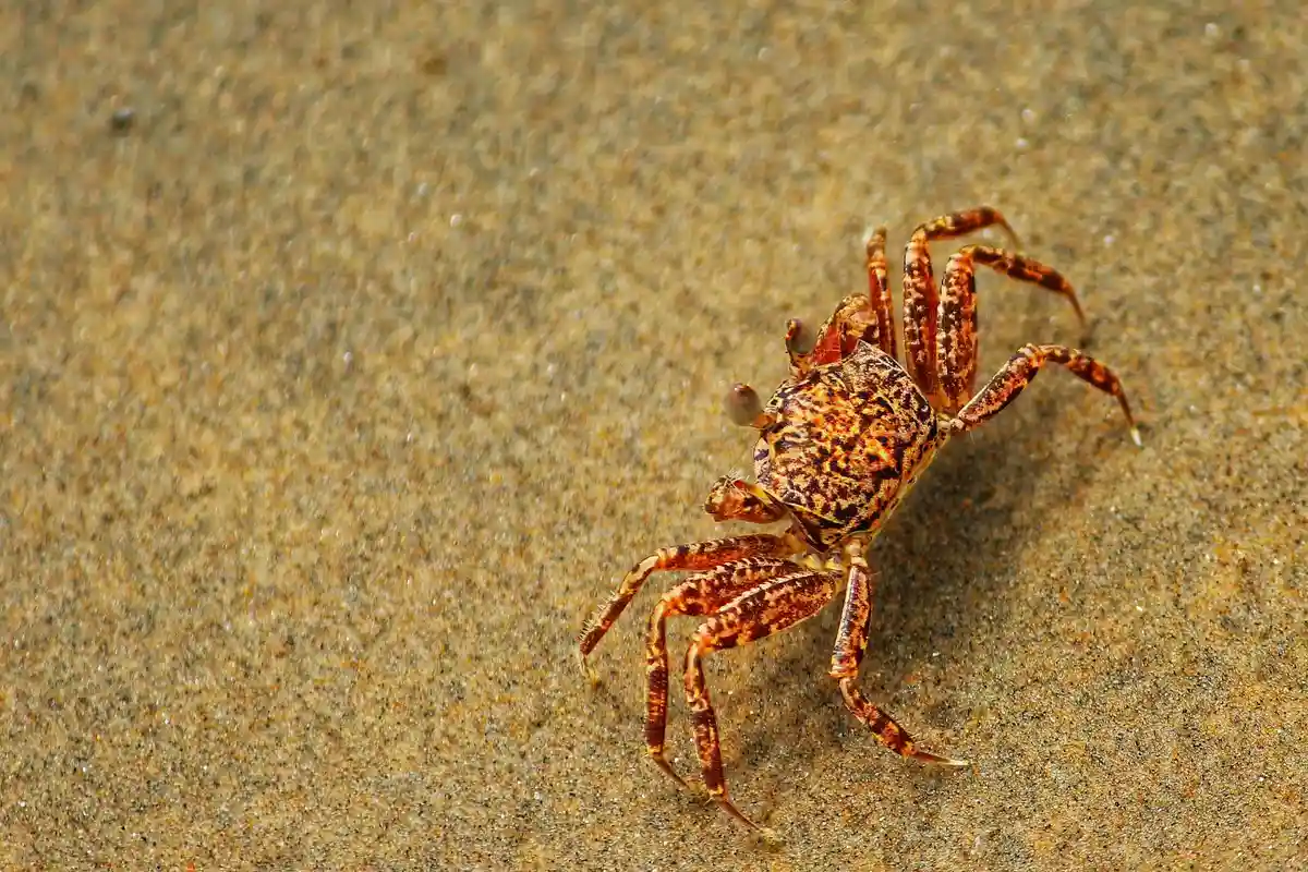 Close-up of a small crab on sandy terrain
