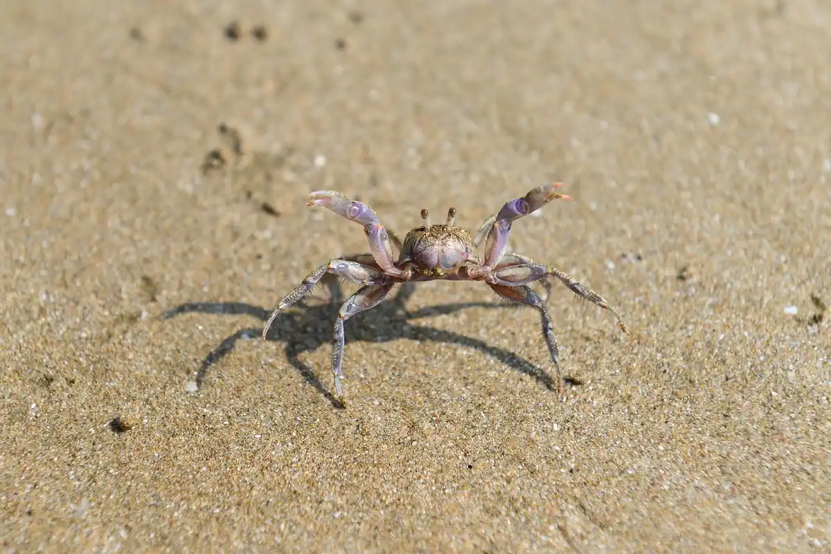 Hermit crab on sandy beach, highlighting hydration and water quality concerns.