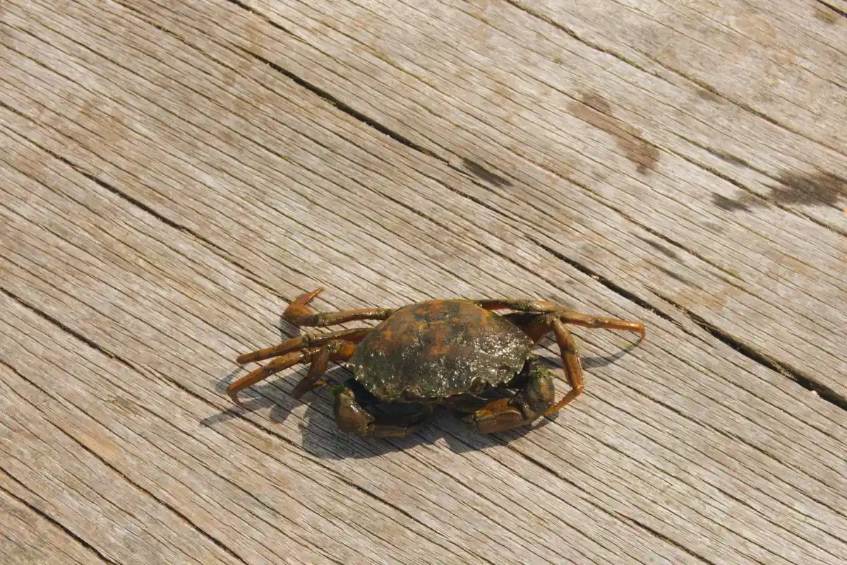 A small crab on weathered wooden planks, body flattened against the surface.