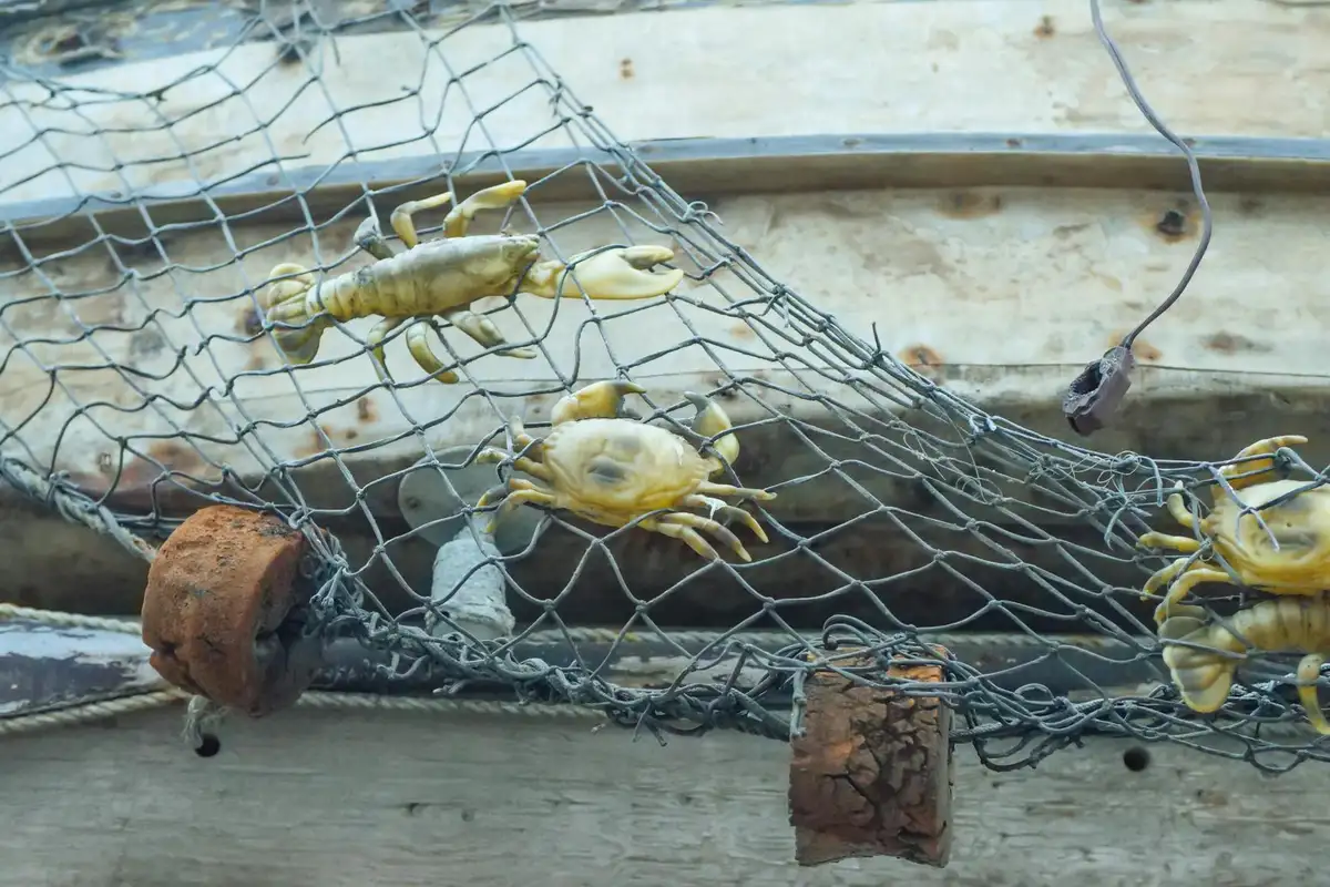 Several small crustaceans (crabs) caught in a wire mesh resting on a weathered wooden surface.