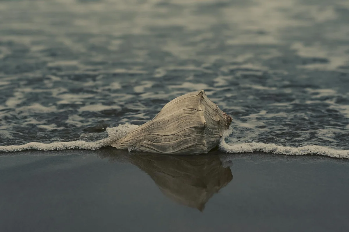 A hermit crab shell washed up at the water's edge, with its reflection visible in the wet sand.