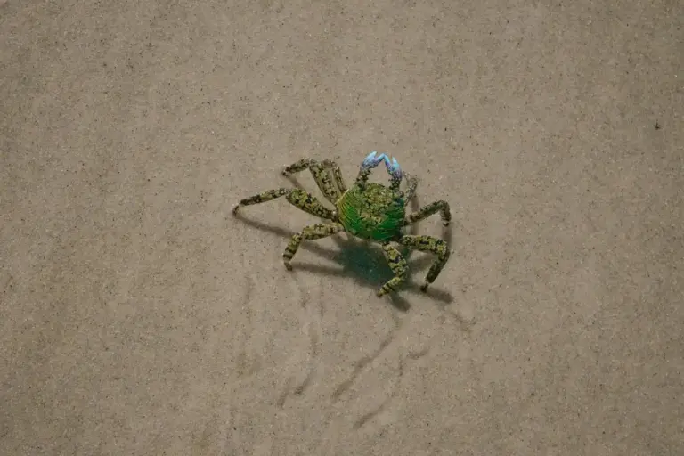 Close-up of a green hermit crab walking on a sandy surface