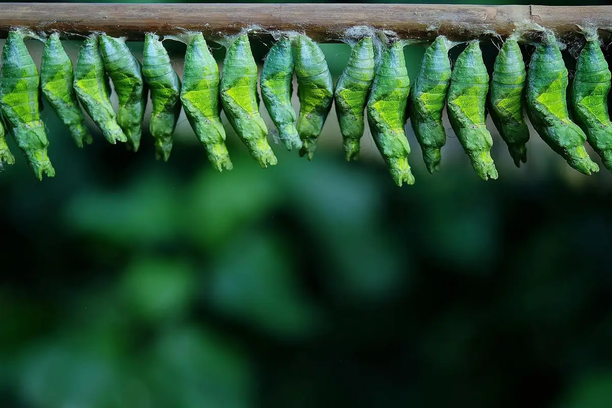 Row of small green leaf-like insects hanging from a twig against a blurred green background.