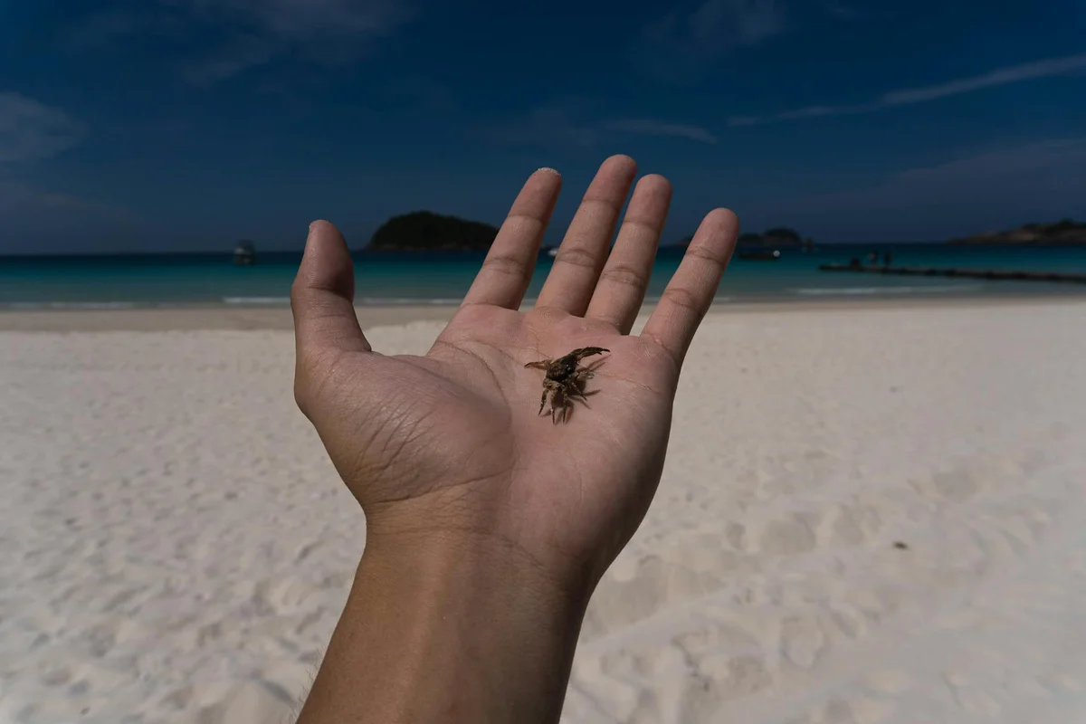 A small hermit crab sits in the palm of a hand on a sandy beach, with turquoise water and a blue sky in the background.