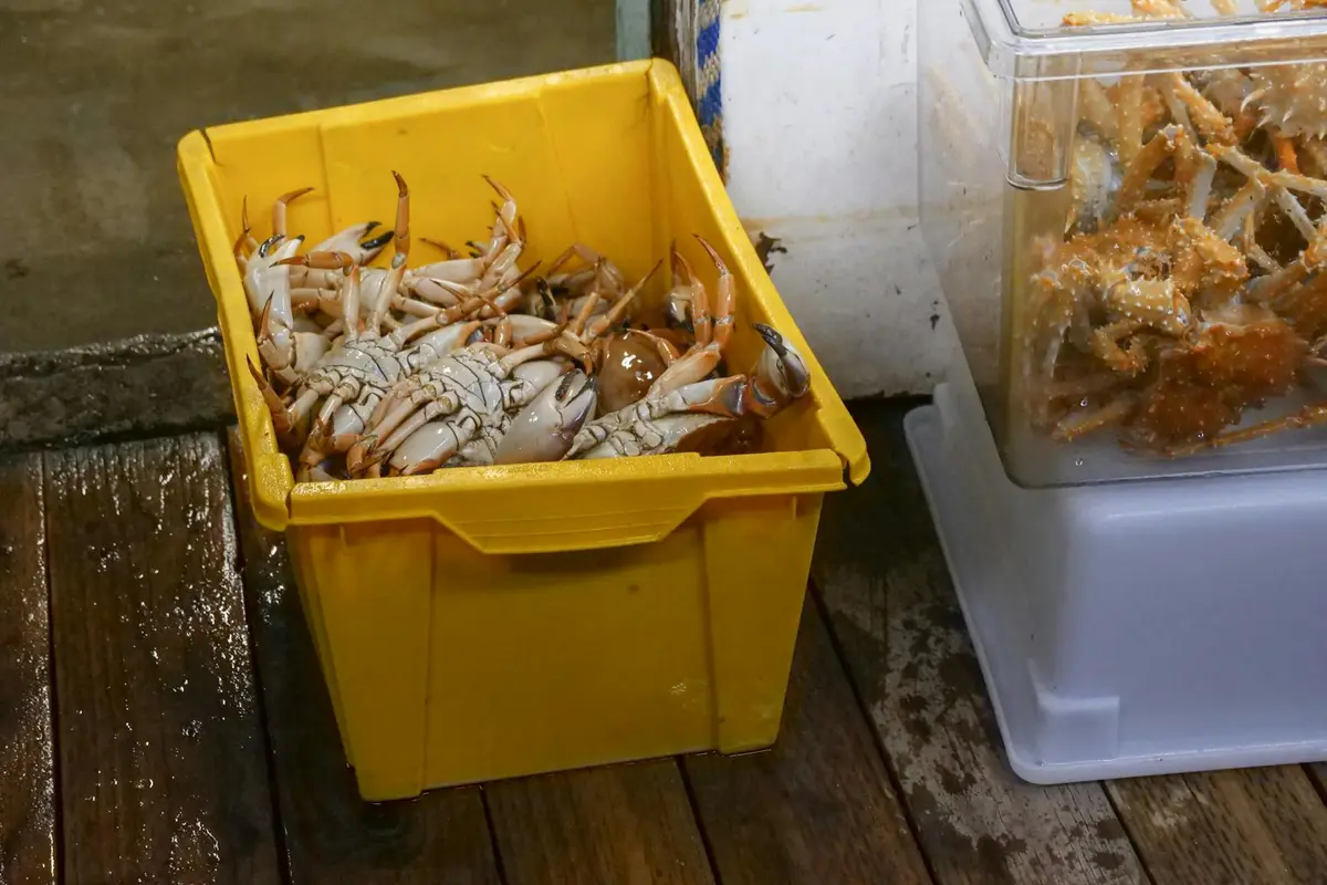 Yellow plastic bin filled with small hermit crabs on a wooden surface, with another container of crabs nearby.