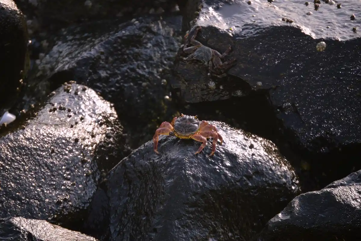 Two small hermit crabs on dark wet rocks near the water