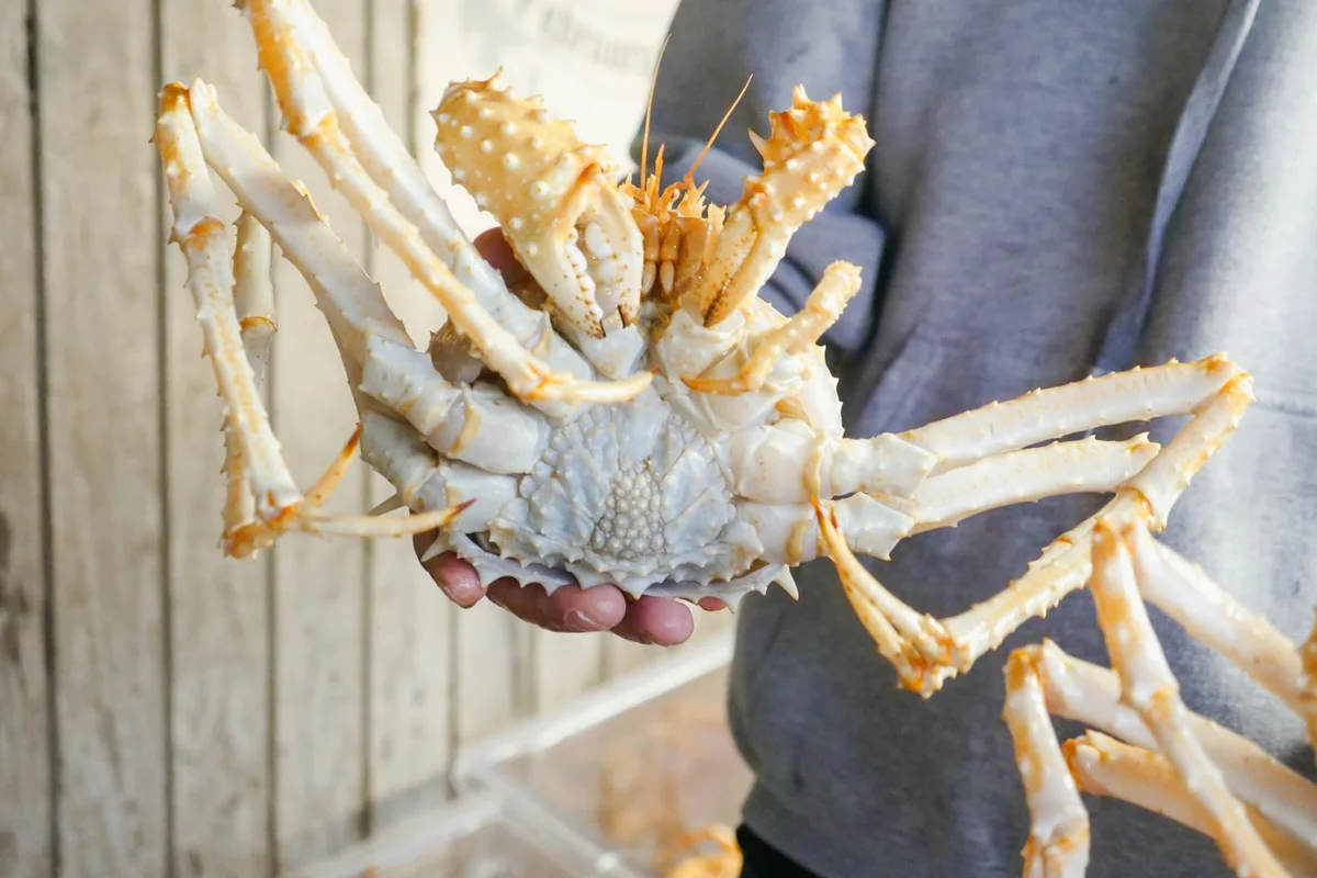 Person holding a large crab with orange-tinted legs against a wooden background.