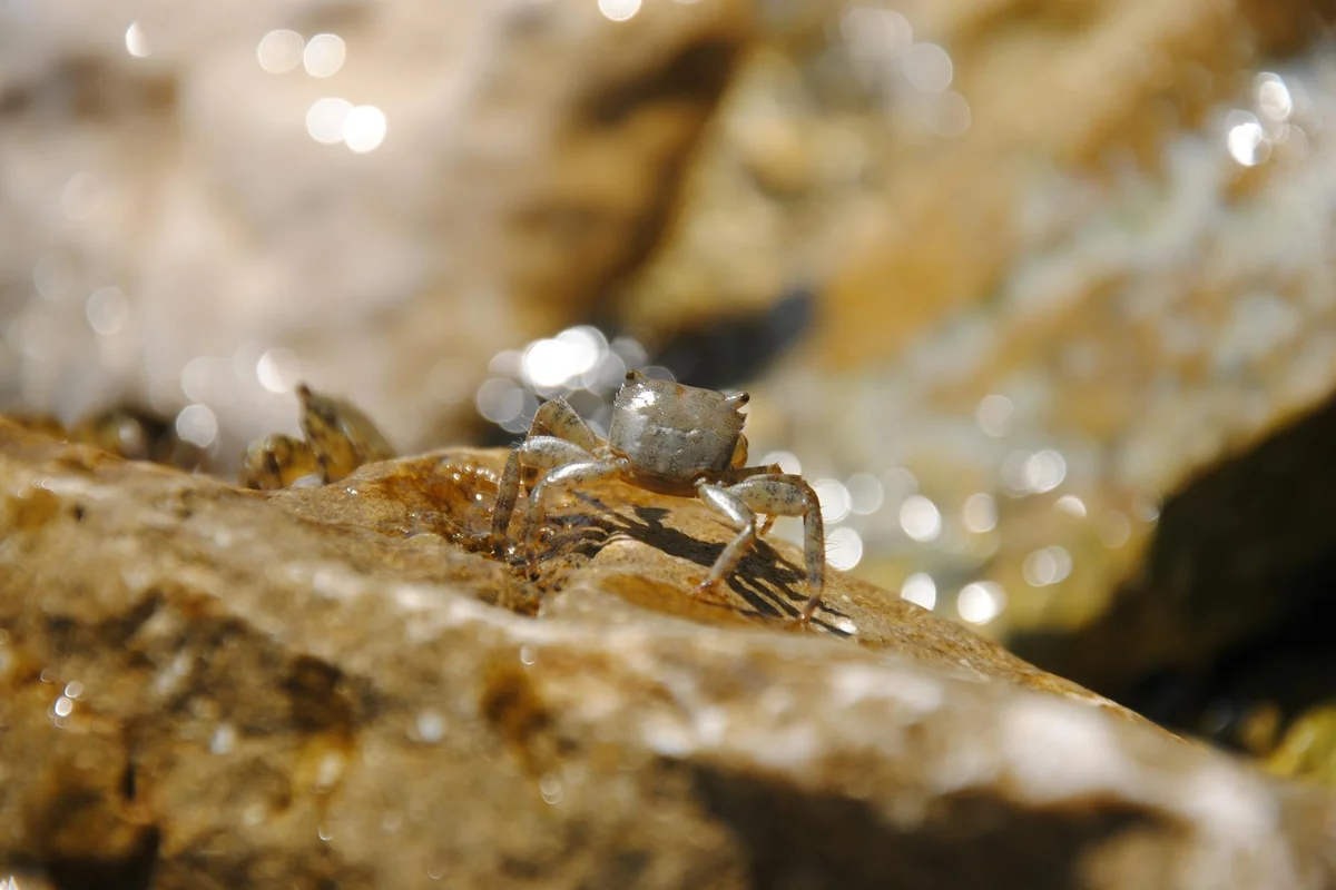 Hermit crab climbing on a damp rock near water.