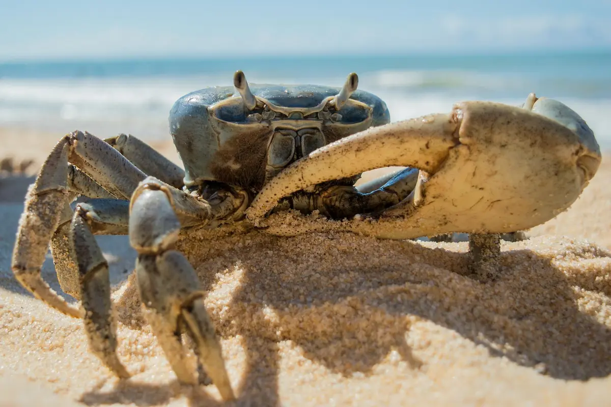 Close-up of a hermit crab on a sandy beach, with a large claw extended toward the camera