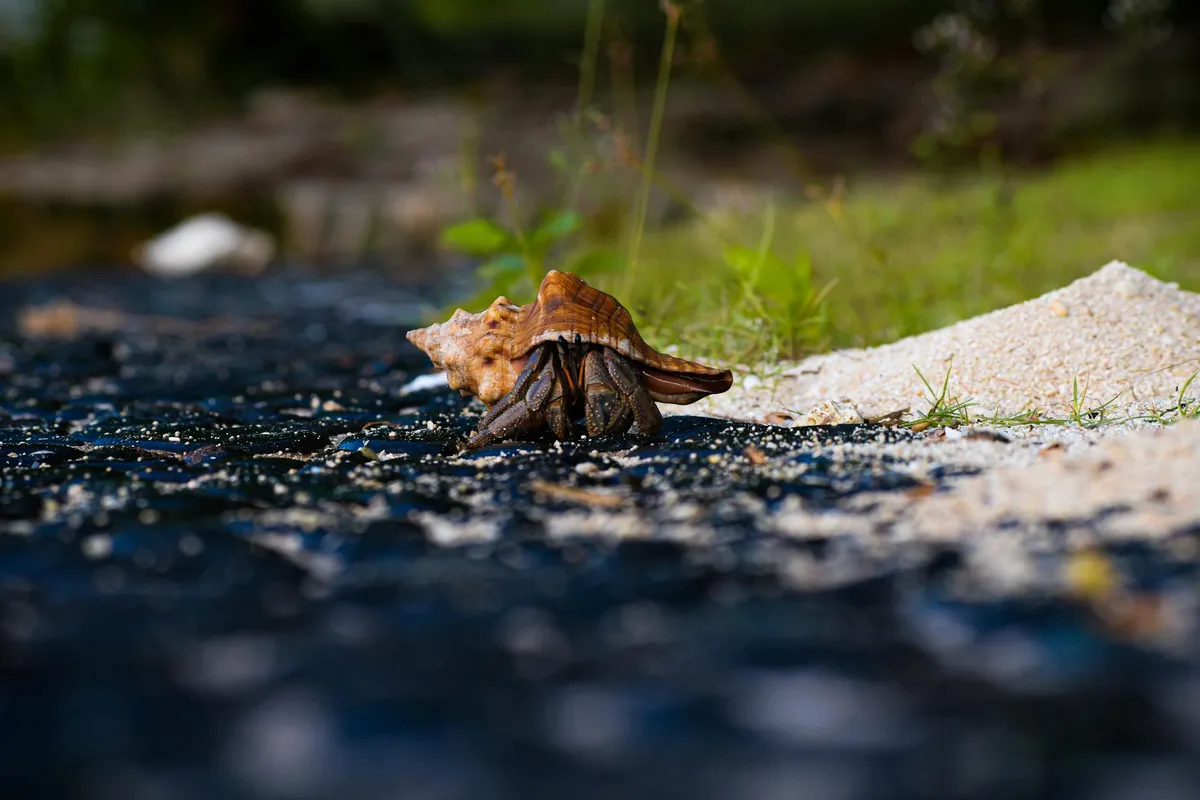 Hermit crab on a sandy shoreline near dark water, carrying its shell during an emergency evacuation.