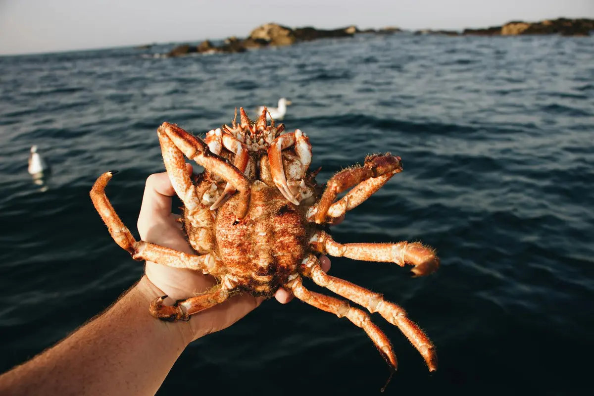 A person's hand holds a crab above the open sea with a rocky shore in the distance.