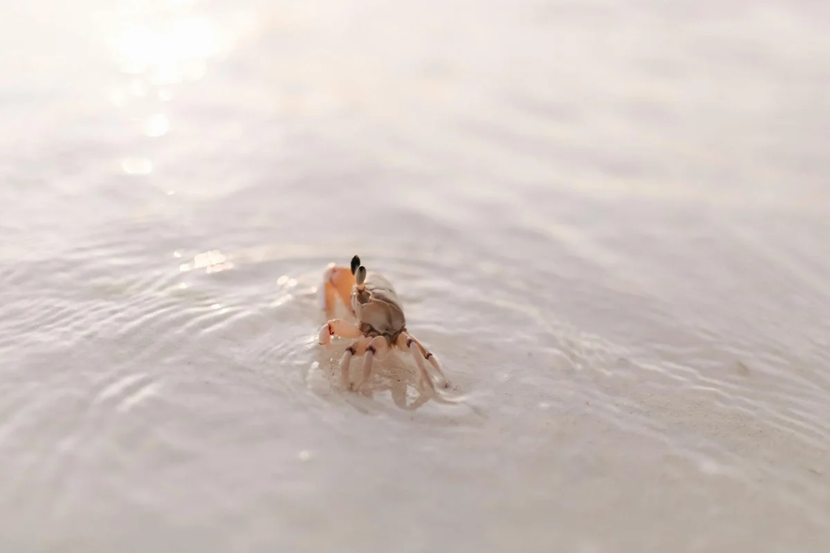 A small hermit crab in shallow water, with its legs visible as it moves near the surface.