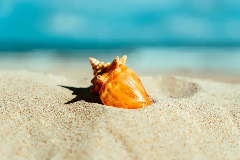 Orange hermit crab on sandy beach with blue water in the background