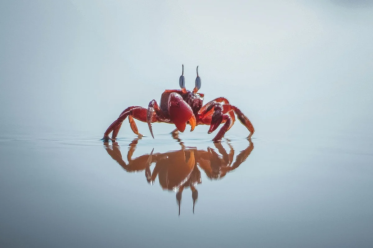 Bright red hermit crab standing on a calm, reflective body of water with its legs spread