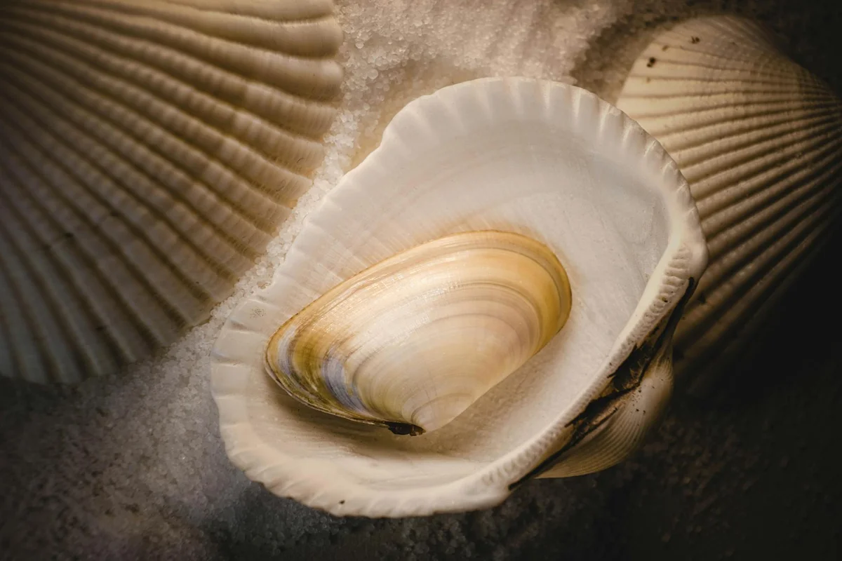 Open hermit crab shell with pale interior resting on a dark surface, surrounded by other seashells.