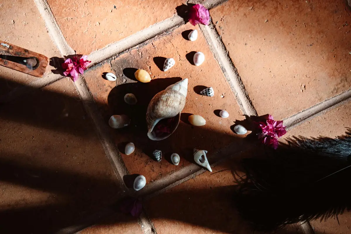 Assorted hermit crab shells scattered on terracotta tiles, with a larger central shell and small decorative pink accents.