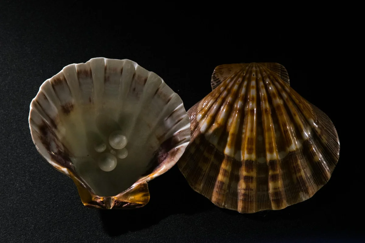 Two striped seashells on a dark background, prepared as shelter and enrichment for hermit crabs.