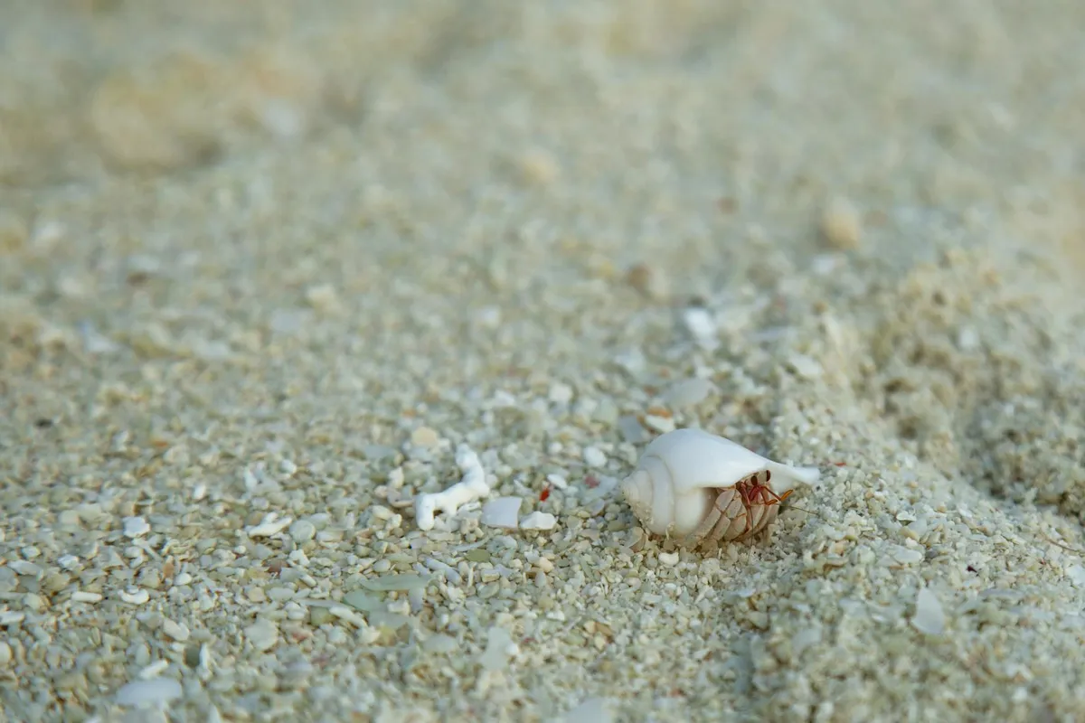 Hermit crab on sandy substrate, partially inside a pale shell.