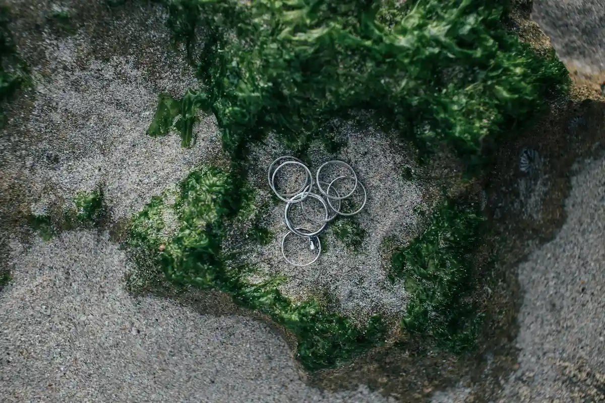 Algae-covered rock surface in a hermit crab tank with several small metal rings resting on the algae.