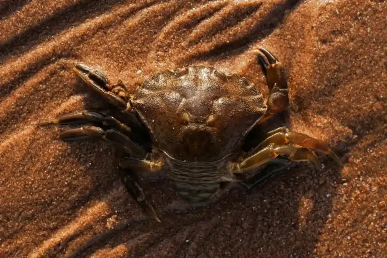 Close-up of a land hermit crab on sandy ground, showing its tough exoskeleton, multi-jointed legs, and prominent claws.