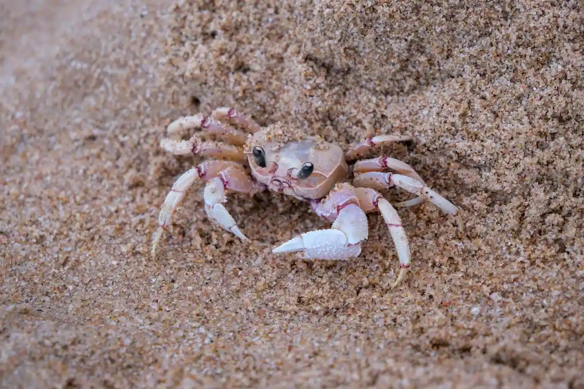 Close-up of a small hermit crab on sandy substrate, showing pale pink claws and prominent eyes, highlighting its morphology.