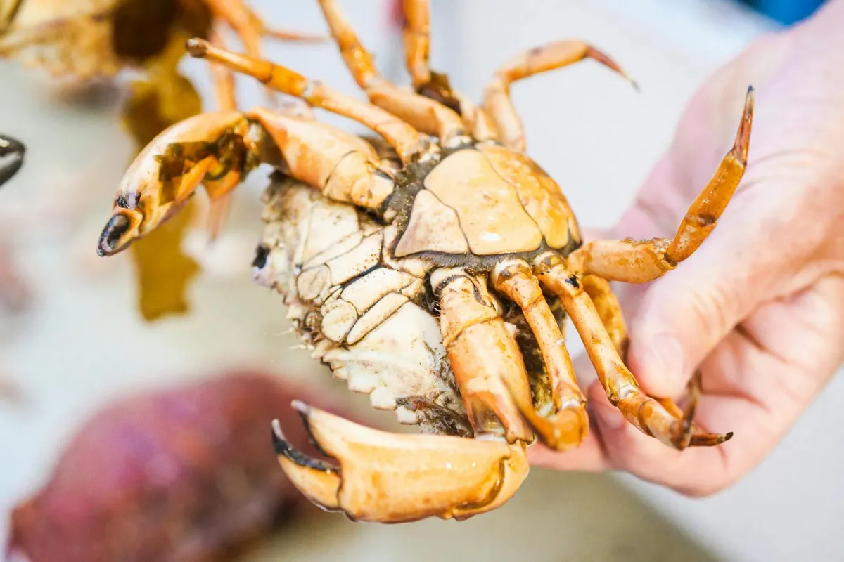 Close-up image of a hermit crab being held by a person's hands, showing large claws and a rounded abdomen under its shell.