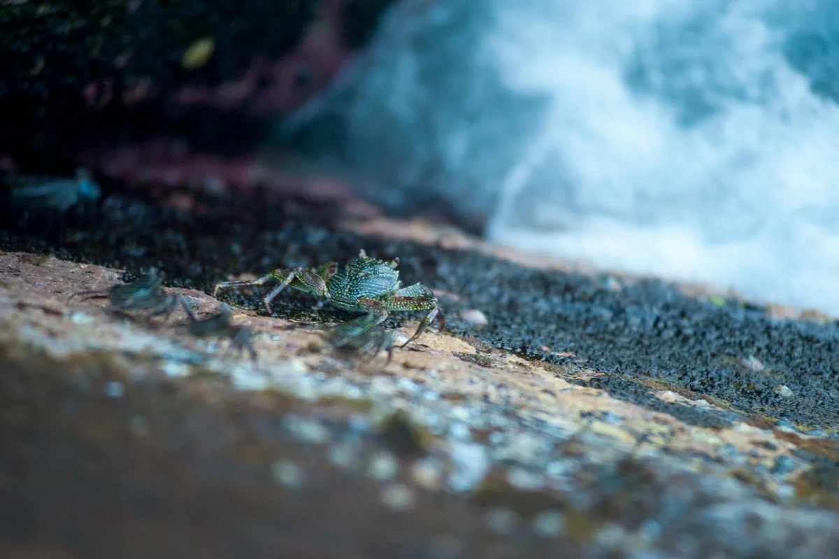 Two small hermit crabs on a sandy surface near a misty water edge, illustrating an environment used for bathing and misting.