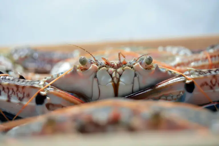 Close-up image of hermit crabs facing the camera, showing their eyes, antennae, and colorful shells.