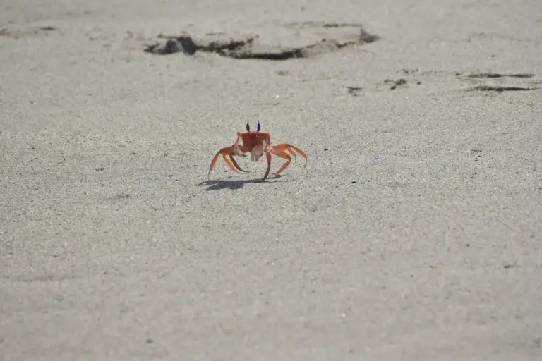Small orange hermit crab on light sandy beach