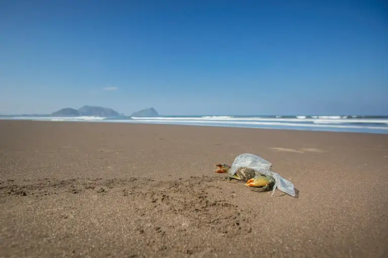A hermit crab on a sandy beach near the water with its shell.
