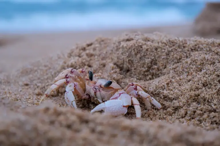 Hermit crab on a sandy beach with the ocean in the background.