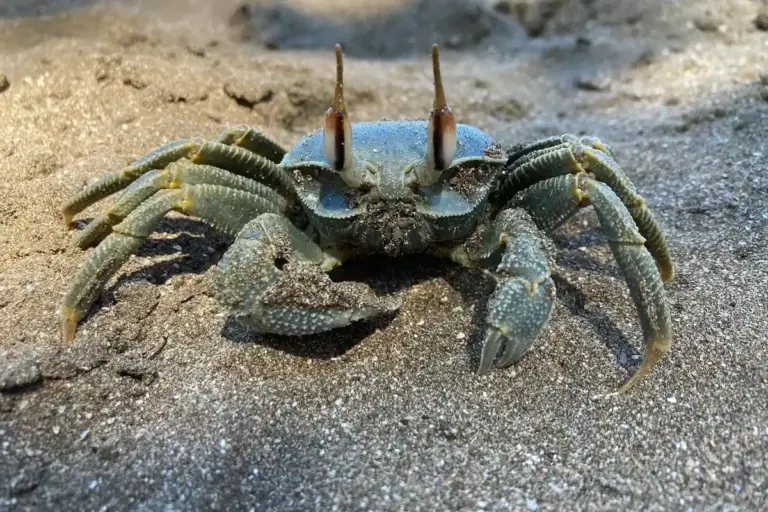 Greenish-gray hermit crab on sandy beach, facing the camera with its claws raised slightly.