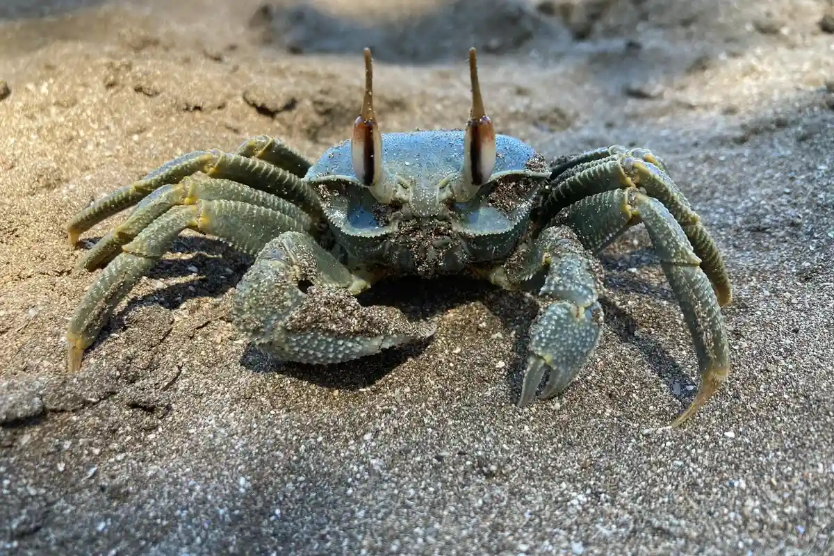 Greenish-gray hermit crab on sandy beach, facing the camera with its claws raised slightly.