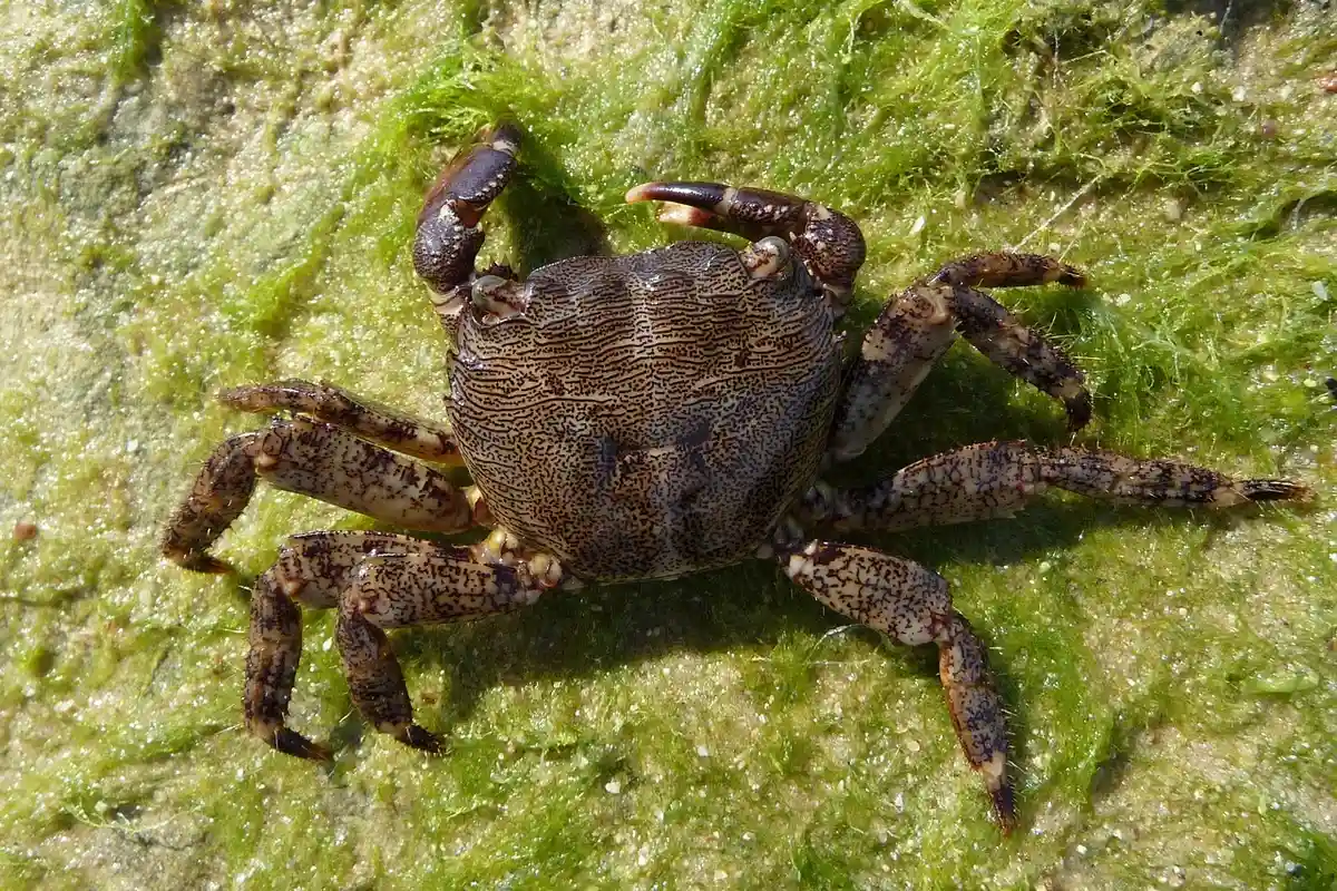 Brown hermit crab on a mossy green surface, with legs spread and shell visible.