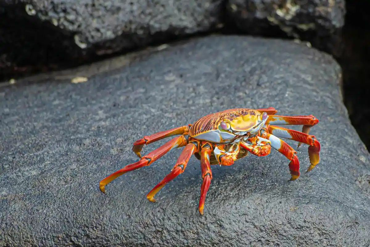 Hermit crab with orange legs on a dark rock surface, illustrating exploring and climbing enrichment.