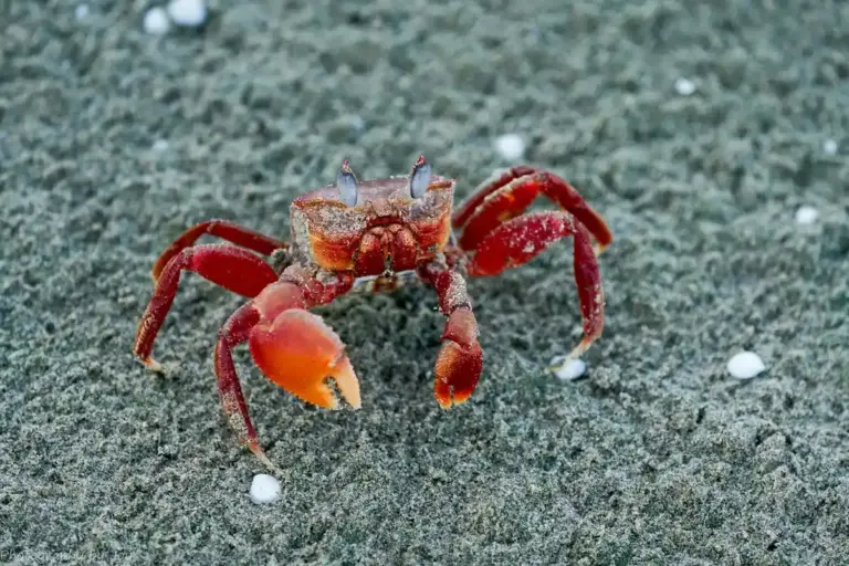 Red hermit crab with orange claws climbing on a sandy, grainy surface