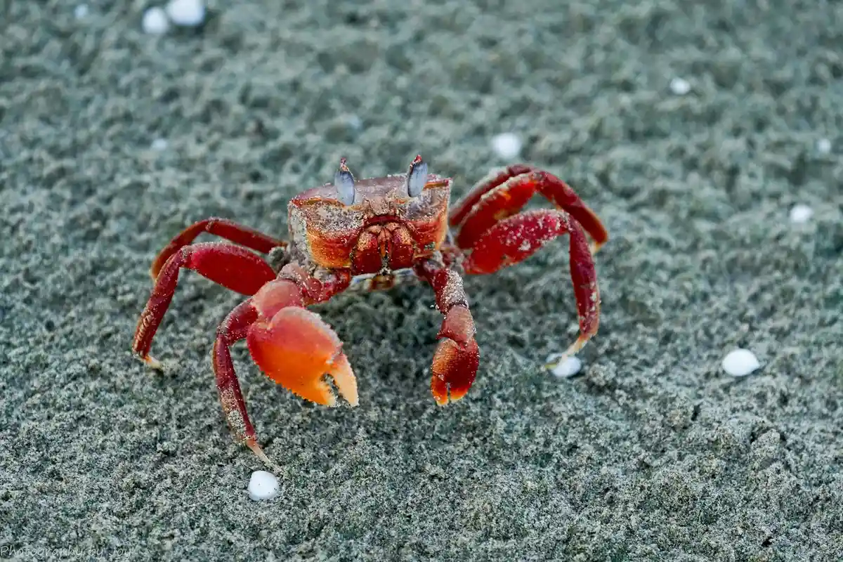 Red hermit crab with orange claws climbing on a sandy, grainy surface
