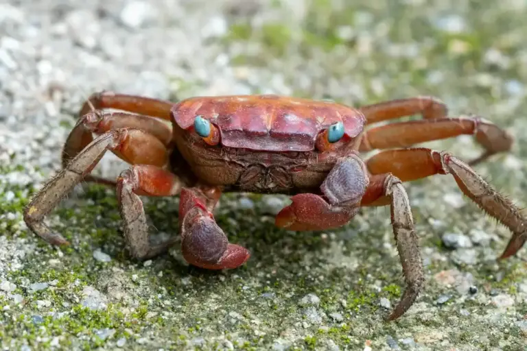 Close-up of a red hermit crab with blue-green eyes on a rough, mossy surface