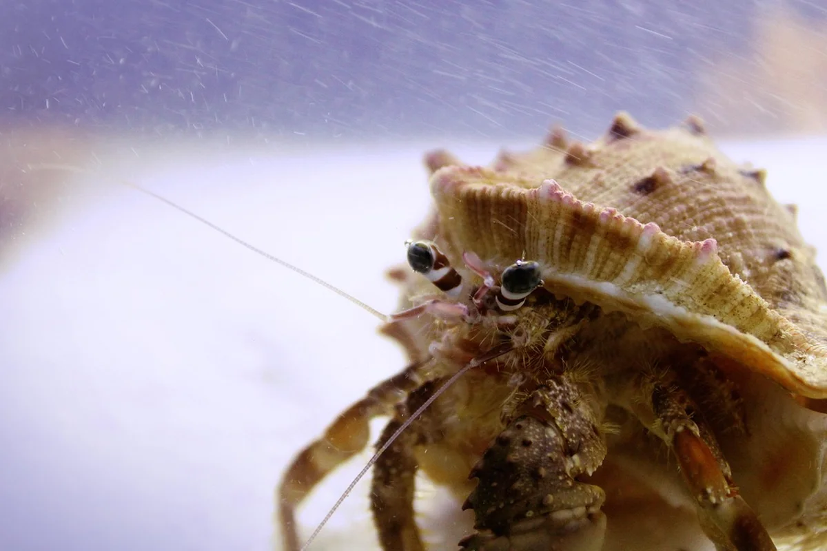 Close-up of a hermit crab with a mottled shell, long antennae, and prominent eyes, suitable for color-change observation.