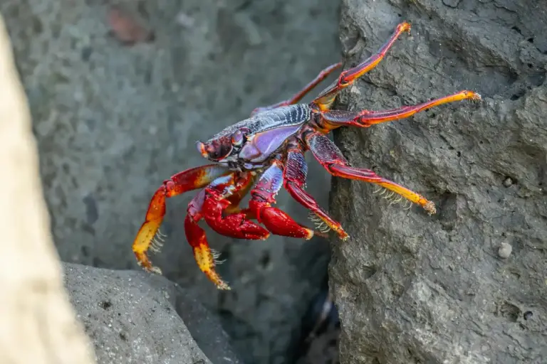 Bright red and purple hermit crab with orange-tipped legs clinging to a rough rock