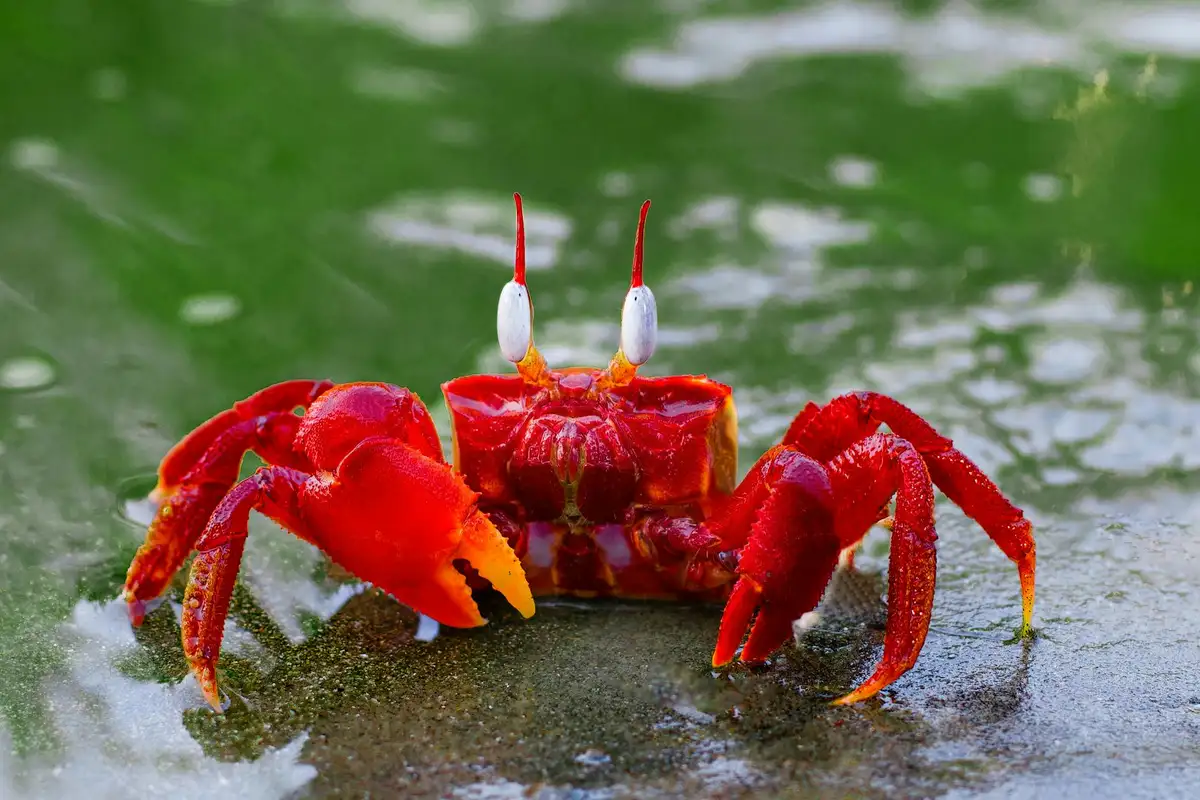 Close-up of a red hermit crab with white eye stalks on a wet, reflective surface