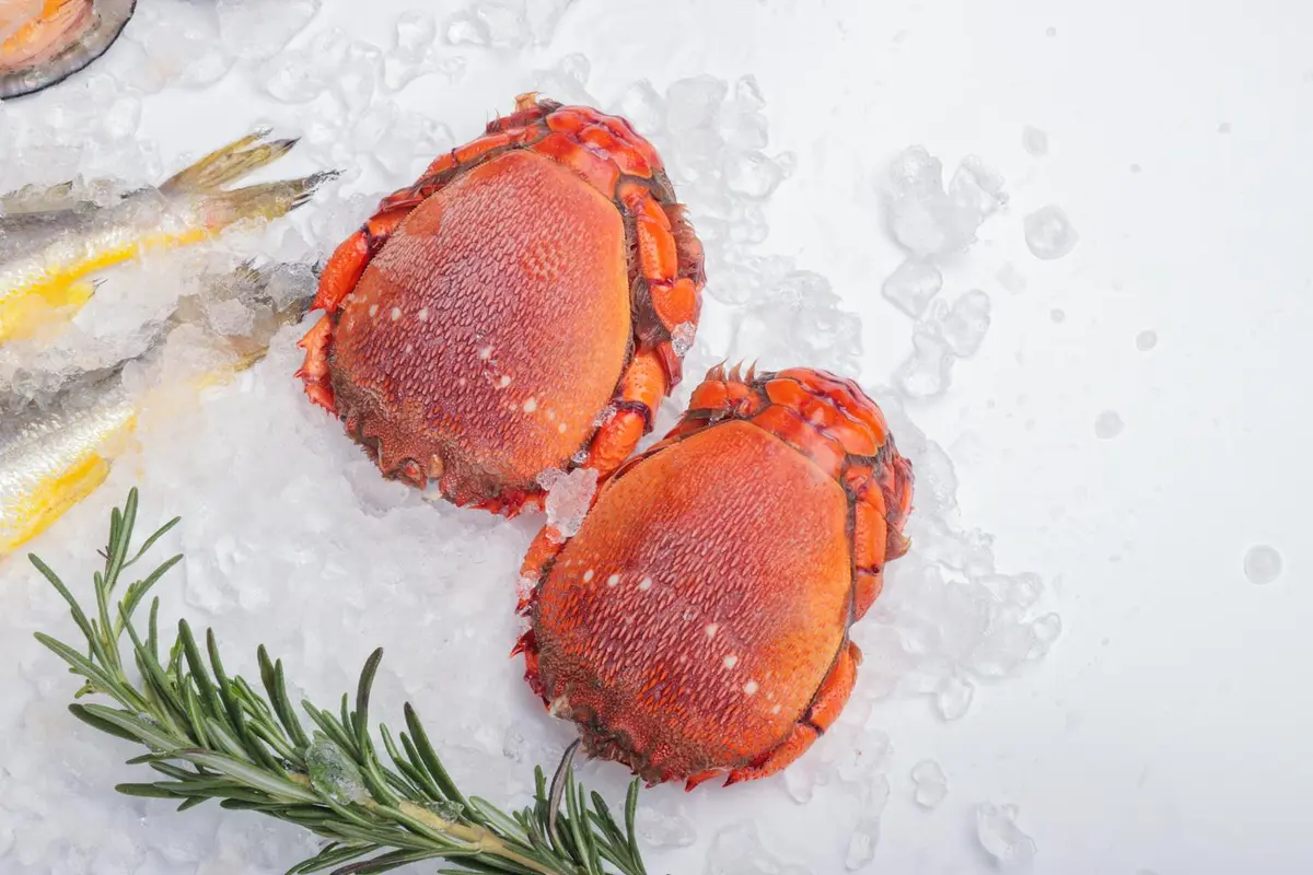 Two red-orange hermit crabs on a bed of crushed ice with a sprig of rosemary in the foreground.