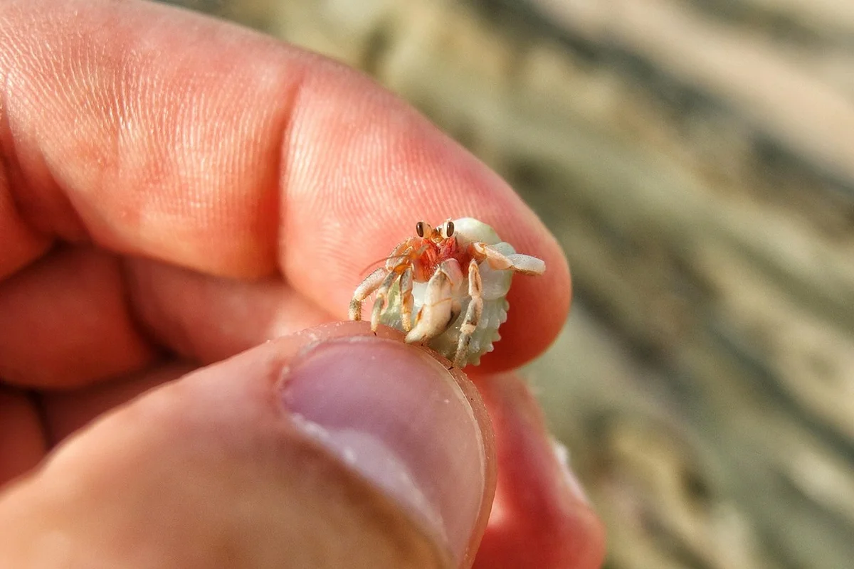 Close-up of a tiny hermit crab being held between a thumb and forefinger.