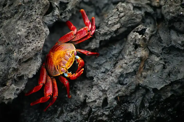 Bright red hermit crab on dark, textured rock surface.