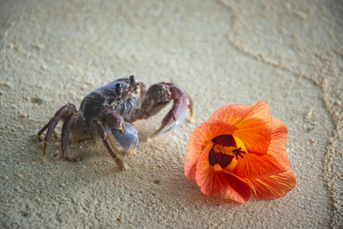 Crab on a sandy surface beside a bright orange flower, illustrating a decision moment.