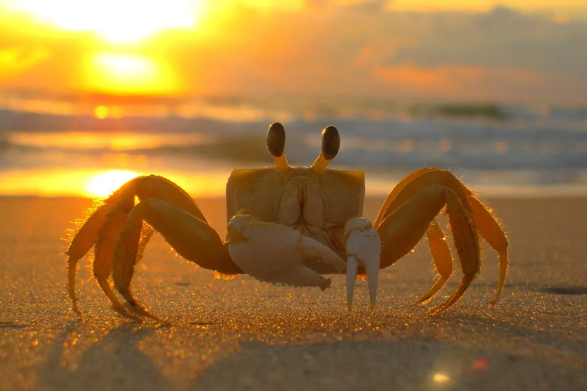 Hermit crab on a sandy beach at sunset with warm orange light