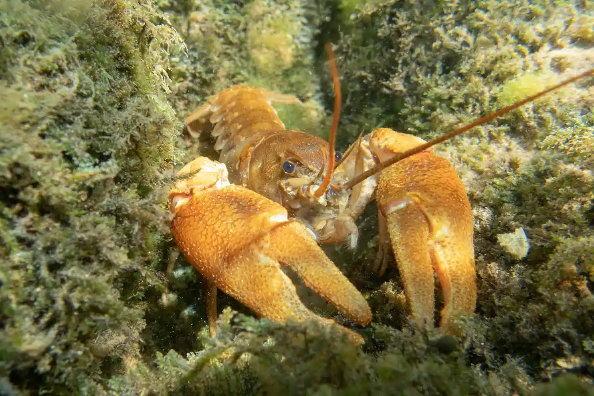A hermit crab with orange claws exploring a rocky, algae-covered enclosure.