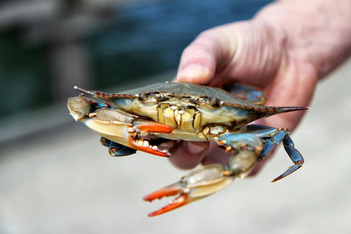 Close-up of a hermit crab being held in a person's hand, showing a blue-green shell and orange legs.